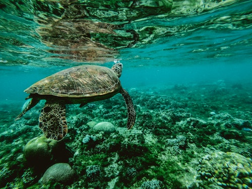 schildpad onder water